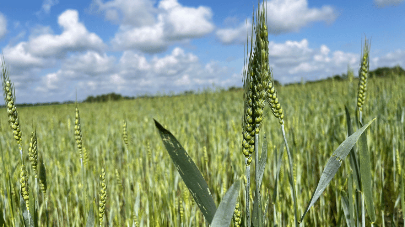 Ocena występowania chorób i szkodników